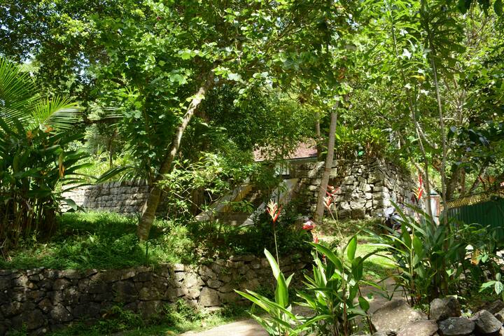 jungle view room
