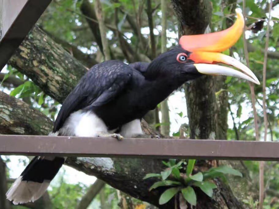 batu cave这个热门景点,真是热的不得了