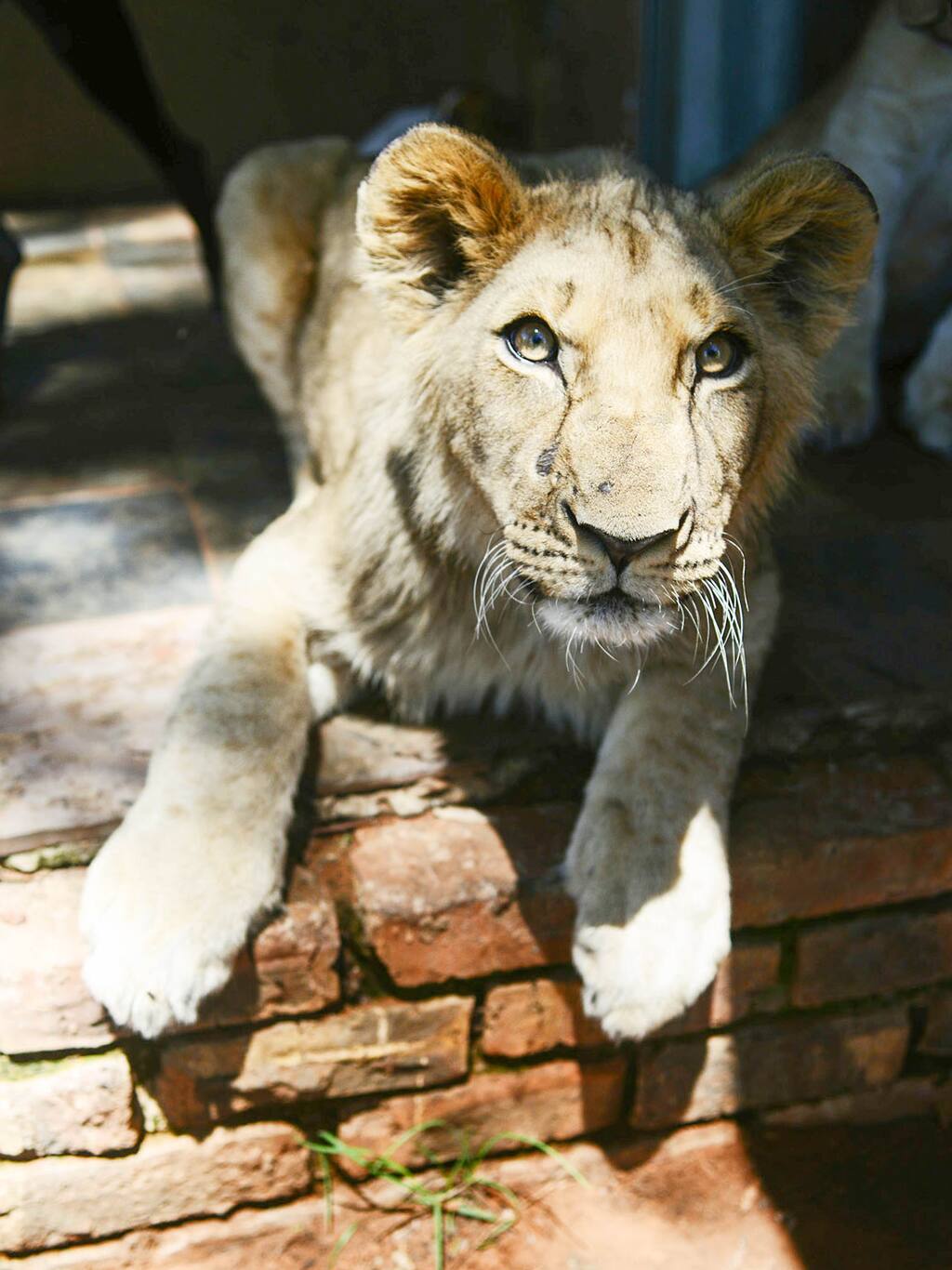 喝奶的小狮子真的是温柔的大猫哦