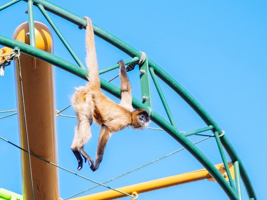在奇迹的动物园,你能够和萌物前所未有的亲近